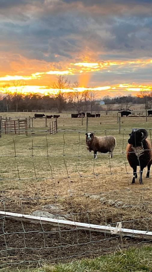 Shenandoah Valley Glamping - Amazing Views - Farm Edinburg Ngoại thất bức ảnh